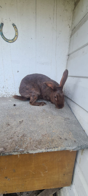 English Rabbit doe