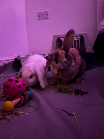 2 Girl mixed breed rabbits