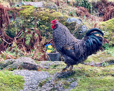 Bantam cockerel (Silkie cross), 8 months old