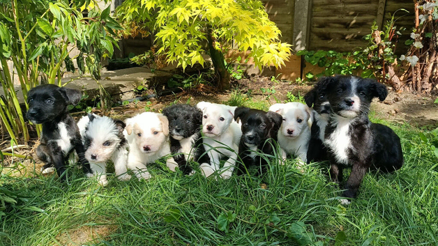 Staffy x collie x cockerpoo