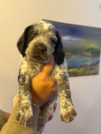 Beautiful sprointer pups