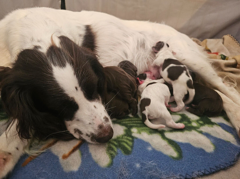 Beautiful puppies 4 sale