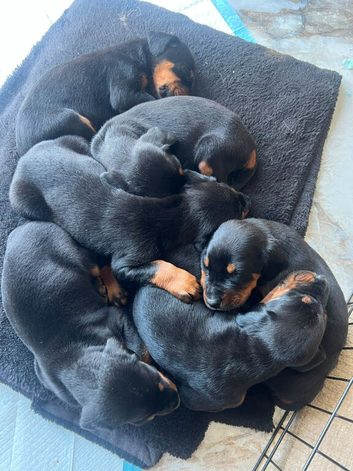 ABSOLUTELY STUNNING DOBERMAN PUPPIES FOR SALE