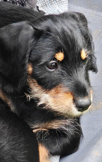 Mini Daschund x Miniature Schnauzer puppies