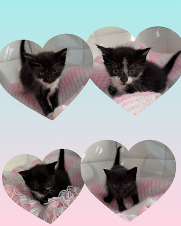 Kittens ready in 2 weeks
