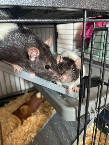Two female fancy rats