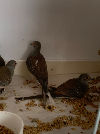 Dimond doves