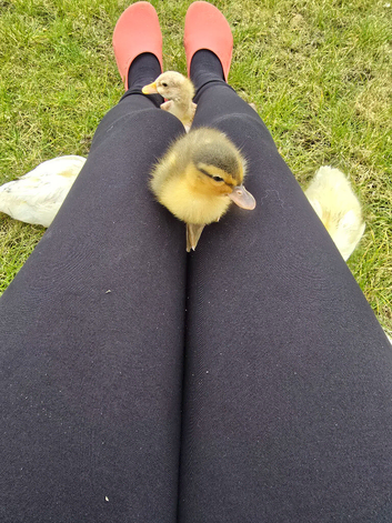 Duckling of different ages available