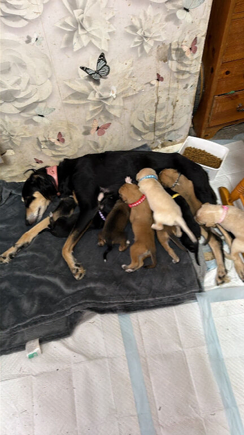 DWKC registered Saluki puppies