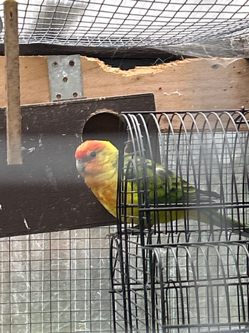 Two hybrid birds looking for new home