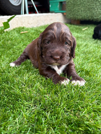 4 showtype cocker spaniel puppies