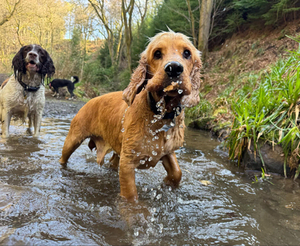 Pooches and Puddles