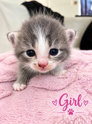 4 Adorable Mixed-Breed Kittens &mdash; 2 Girls & 2 Boys