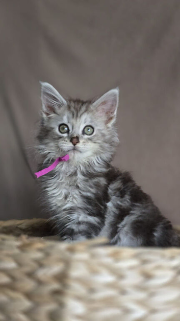 5 beautiful mainecoon kittens available