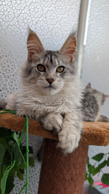 Maine coon kittens