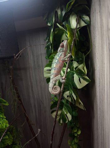 Panther chameleon