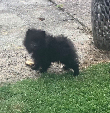 WELL BRED KLEIN SPITZ KC BITCH PUPPY