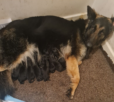 BEAUTIFUL LITTER 3/4 GERMAN SHEPHERD 1/4 AKITA.