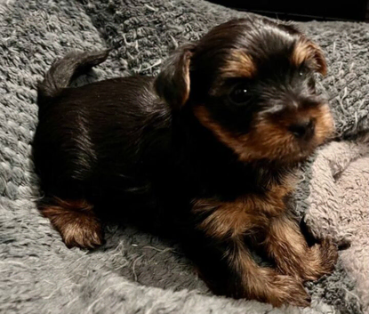 Beautiful Yorkshire Terrier Puppies