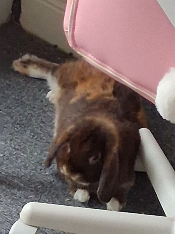 bunny looking for a loving home