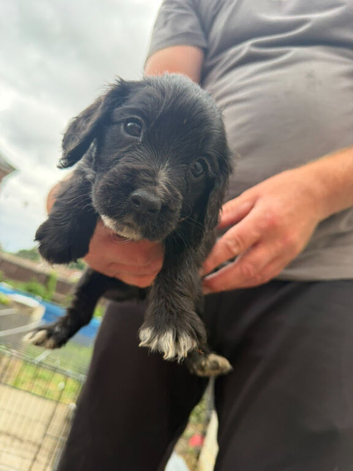 Cocker spaniel pups