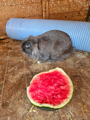 Female mini lop