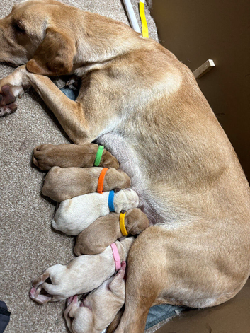 Fox Red Labrador Puppies - Ready to go in 10 days