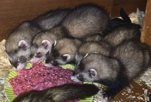 Ferret Kits Available Now