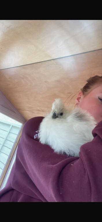 One silkie left