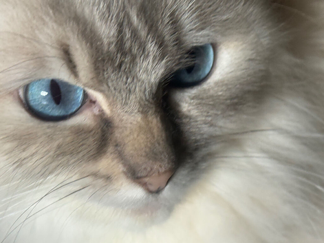 Rare lilac tortie lynx female 1 yo