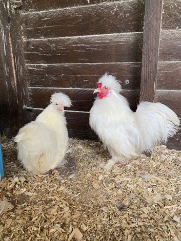 A Trio of white Miniature Siamese silkies  &pound;55