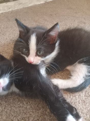2 beautiful black and white kittens 1 male 1 female