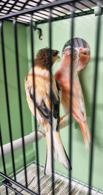 Harqulien pair