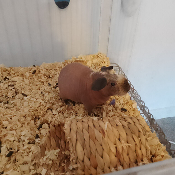 Skinny pig
