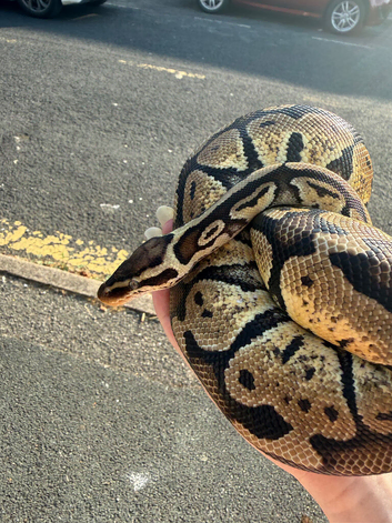 Royal python