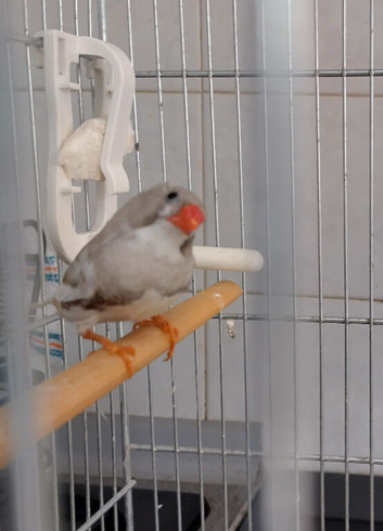 Male cock silver zebra finch
