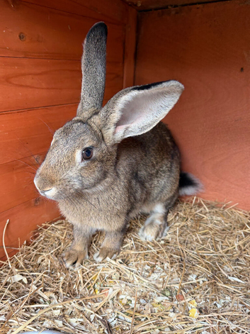 Hare rabbits