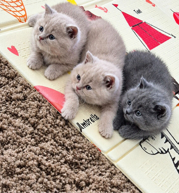 British Shorthair Kittens