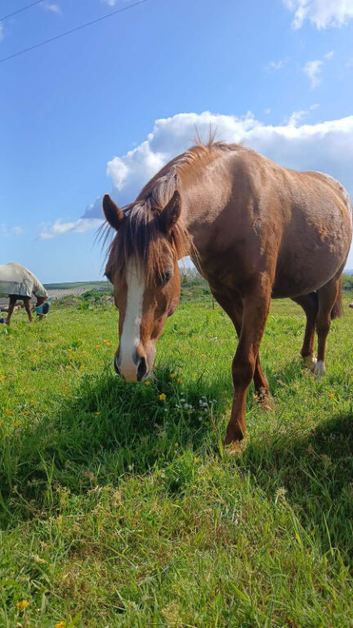 12.2hh mare 12yr old