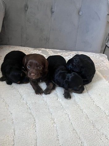 4 beautiful shihpoo puppies