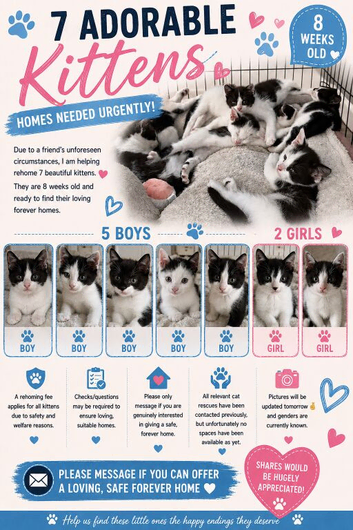 Seven stunning kittens ready to go