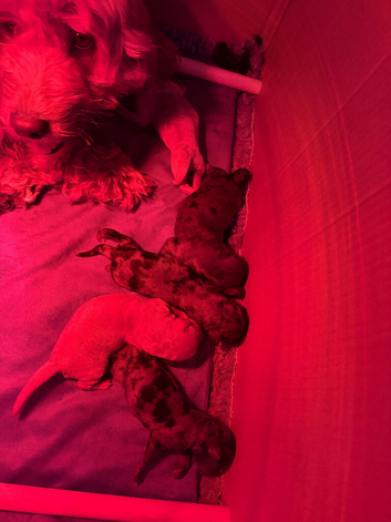 F1b cockapoos