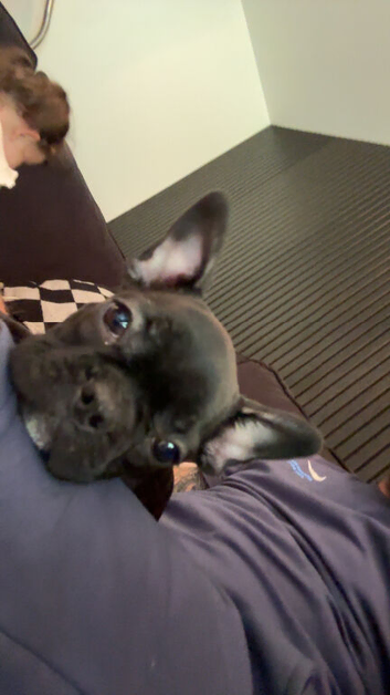Puppy for sale