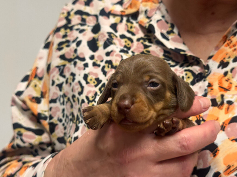 Miniature dachshund puppies