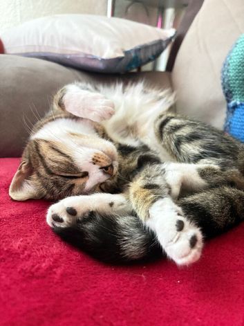 Female cat 1 yr old Jamima