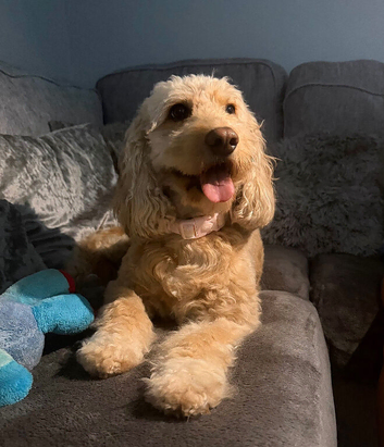 F1b Cockapoo Puppies