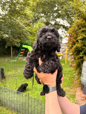 6 STUNNING COCKAPOO PUPPIES BLACK AND GOLDEN