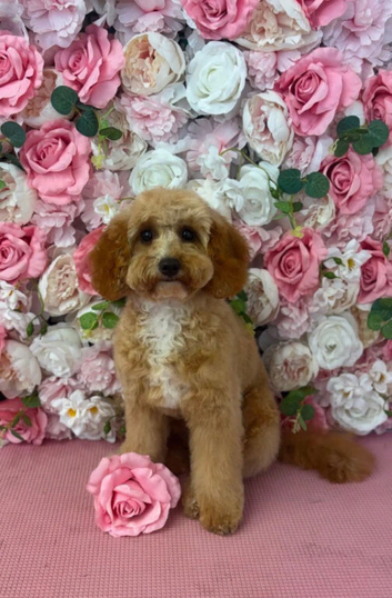 6 beautiful cavapoo puppies