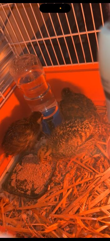 Quails for sale