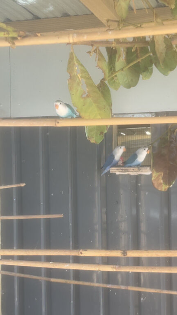 Young love birds